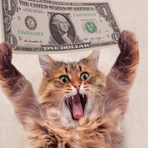 هزینه غذای ماهانه گربه پرشین