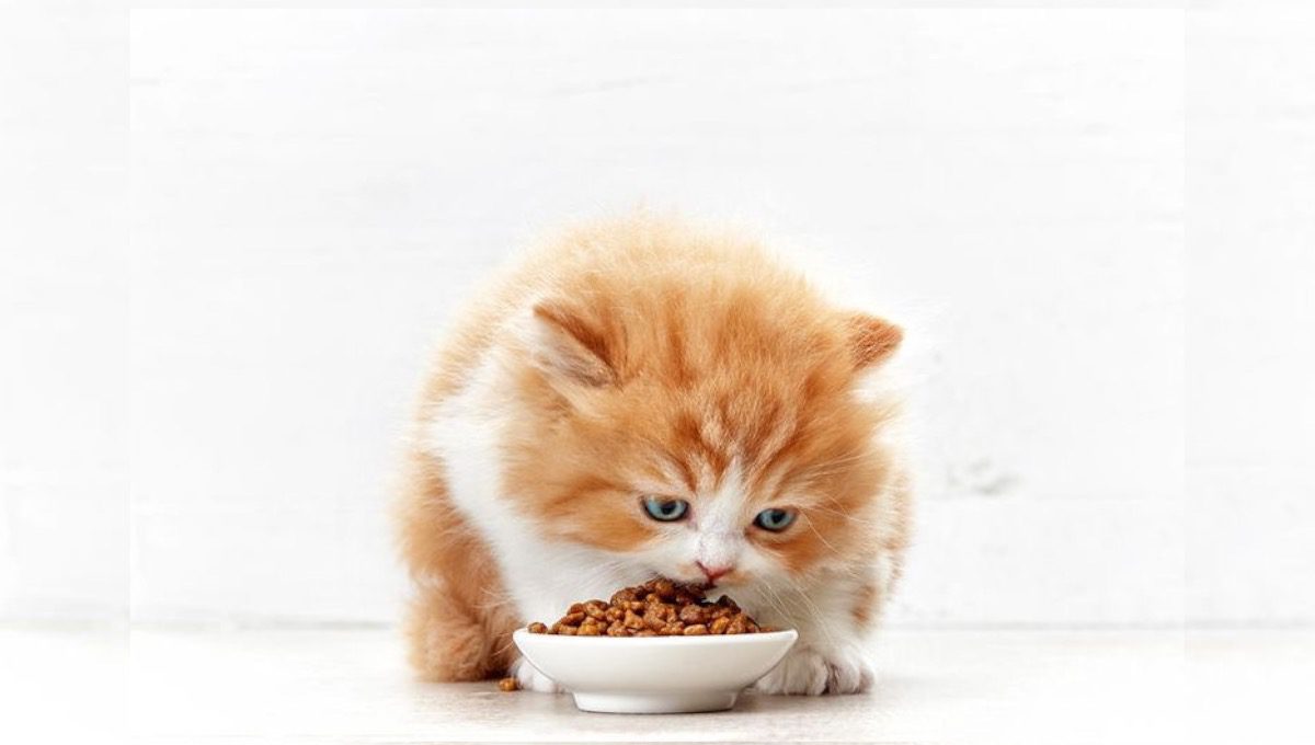 هزینه غذای ماهانه گربه پرشین