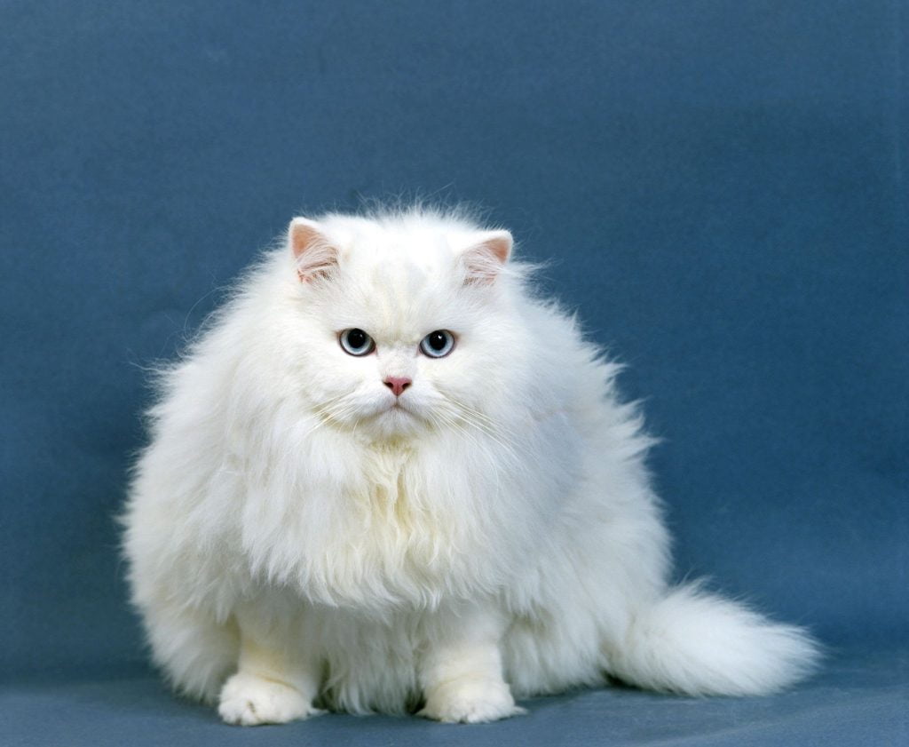 گربه پرشین-نژاد گربه